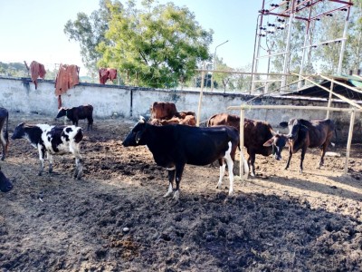 Gau Rakshan Abhiyan  Mirzapur